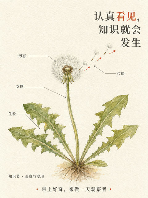 知识节田野观察手册蒲公英海报 - AI图片提示词示例