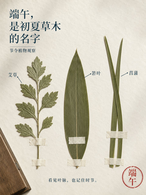 端午初夏草木气息植物标本海报 - AI图片提示词示例