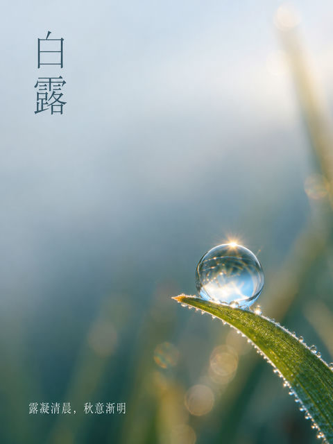 露凝清晨白露微距极简美学海报 - AI图片提示词示例